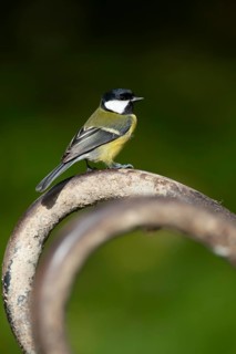 Great tit (Parus major) adult garden bird on a wheel barrow foot, Wales, United Kingdom