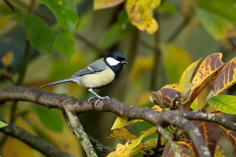 Great tit (Parus major) adult garden bird on a Magnolia tree branch amongst autumn colour leaves,