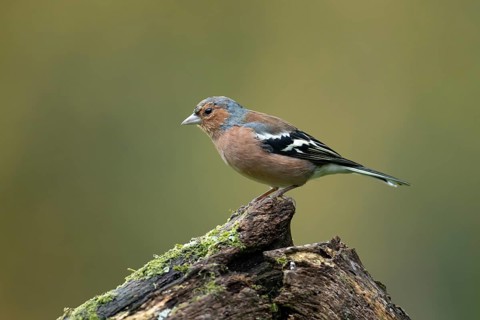 Eurasian chaffinch (Fringilla coelebs) adult male garden bird on a tree stump in autumn, England,