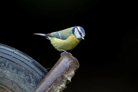 Blue tit (Cyanistes caeruleus) adult garden bird on a wheel barrow, Wales, United Kingdom