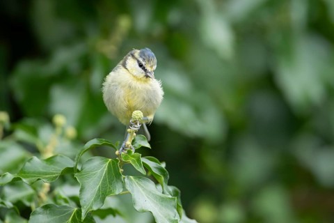Blue tit (Cyanistes caeruleus) adult garden bird on an Ivy tree flower bud in summer, England,