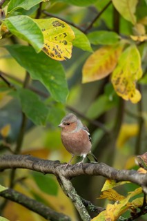 Eurasian chaffinch (Fringilla coelebs) adult male garden bird on a Magnolia tree branch amongst