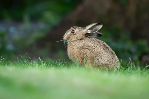 European brown hare (Lepus europaeus) adult wild animal feeding on a garden grass lawn in summer,