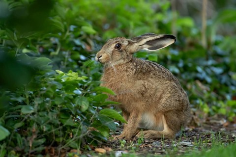 Brown hare (Lepus europaeus) adult wild animal in a garden in summer, England, United Kingdom