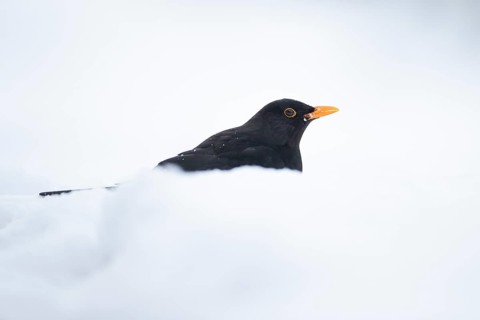 Eurasian blackbird (Turdus merula) adult male garden bird on a snow covered lawn in winter,