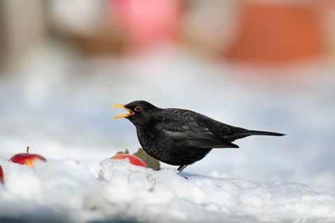 Eurasian blackbird (Turdus merula) adult male garden bird feeding on apples on a snow covered lawn