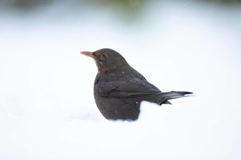 Eurasian blackbird (Turdus merula) adult female garden bird on a snow covered lawn in winter,