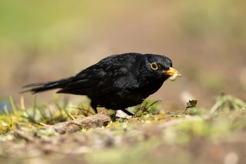 Eurasian blackbird (Turdus merula) adult male garden bird collecting insect grubs in summer,