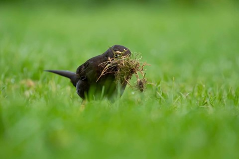 Eurasian blackbird (Turdus merula) adult female garden bird collecting nest material from a grass