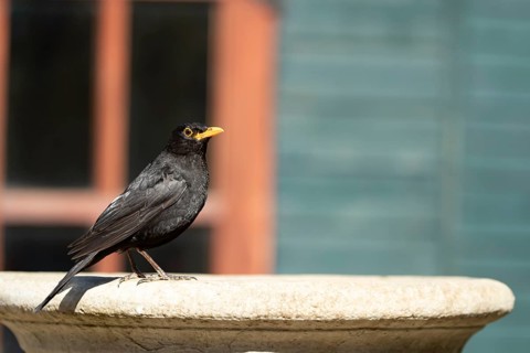 Eurasian blackbird (Turdus merula) adult male garden bird on a bird bath in summer, England, United