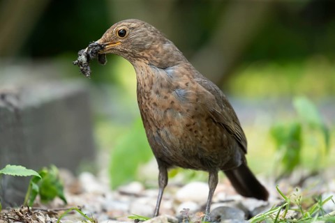Eurasian blackbird (Turdus merula) adult female garden bird with insect grubs for food in its beak