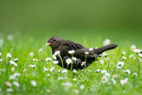 Eurasian blackbird (Turdus merula) adult female garden bird on a grass lawn with daisey flowers in