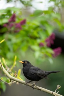 Eurasian blackbird (Turdus merula) adult male garden bird on a tree branch in spring, England,