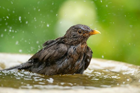 Eurasian blackbird (Turdus merula) adult female garden bird bathing in water in a bird bath in