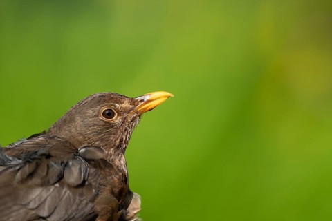 Eurasian blackbird (Turdus merula) adult female garden bird head portrait in spring, England,