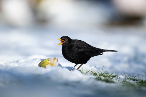 Eurasian blackbird (Turdus merula) adult male garden bird feeding on a pear fruit on a snow covered