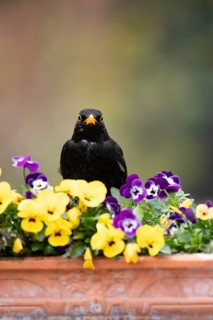 Eurasian blackbird (Turdus merula) adult male garden bird on a planter with flowering Pansy plants