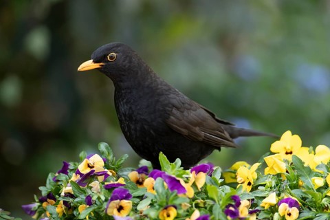 Eurasian blackbird (Turdus merula) adult male garden bird on a planter with flowering Pansy plants