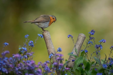 European robin (Erithacus rubecula) adult garden bird on shears handle in spring, England, United