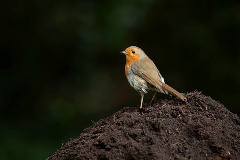European robin (Erithacus rubecula) adult garden bird on a pile of soil, England, United Kingdom