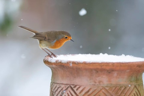 European robin (Erithacus rubecula) adult garden bird on a snow covered plant pot in winter,