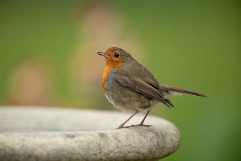 European robin (Erithacus rubecula) adult garden bird on a bird bath in spring, England, United