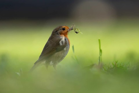European robin (Erithacus rubecula) adult garden bird on a grass lawn with nest material in its