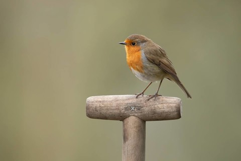European robin (Erithacus rubecula) adult garden bird on a fork handle, England, United Kingdom