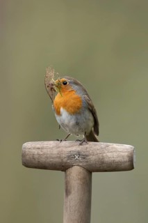 European robin (Erithacus rubecula) adult garden bird on a fork handle with nest material in its