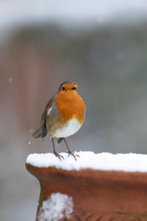 European robin (Erithacus rubecula) adult garden bird on a snow covered plant pot in winter,