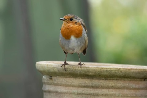 European robin (Erithacus rubecula) adult garden bird on a plant pot, England, United Kingdom
