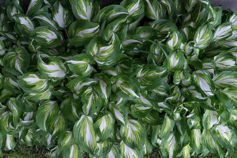 Leaves of hostas (Hosta), Ukraine