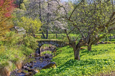 Beautiful view at a lush green meadow landscape with budding fruit trees an a old stone arch bridge