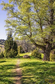 Footpath in a forest with lush green budding trees a sunny spring day