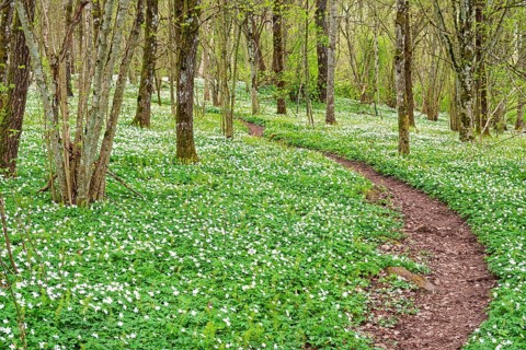 Winding nature footpath in a budding deciduous forest with flowering wood anemones (Anemone