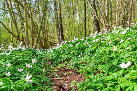 Flowering wood anemones (Anemone nemorosa) in a deciduous forest a beautiful sunny spring day in a
