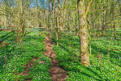 Nature footpath in a deciduous forest with flowering wood anemones (Anemone nemorosa) a beautiful