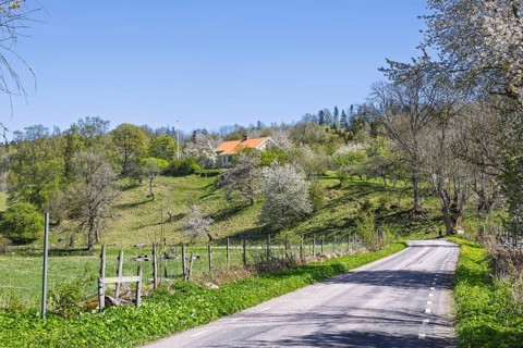 Country road in a lush spring landscape with cherry blossoms and a house on a hill in the Swedish