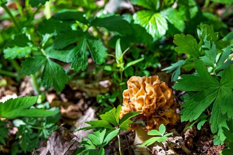 Morel (Morchella conica) an edible mushroom growing on the forest floor amog lush green plants at