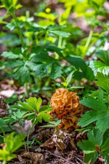 Morel (Morchella conica) an edible mushroom growing on the forest floor amog lush green plants at