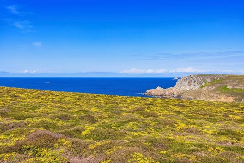 Flowering meadow and a scenics view to the horizon on the sea a sunny summer day, Crozon peninsula,