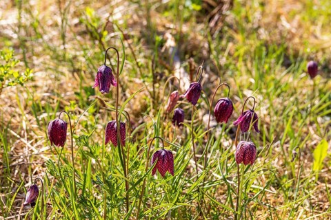 Flowering Snake's head fritillary (Fritillaria meleagris) flowers on a sunny meadow at spring