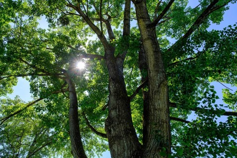 Sun shines through a tree, alder, at Erlensee, Erlensee, near Schechen, Upper Bavaria, Bavaria,