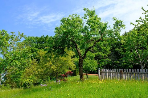 Obstgarten an der Seiser Alm, Seiserhof, bei Bernau über dem Chiemsee, Chiemgau, Upper Bavaria,