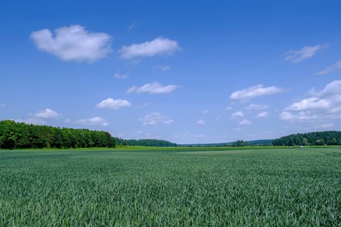 Wheat fields near Berkheim, Rottal, Upper Swabia, Baden-Württemberg, Germany