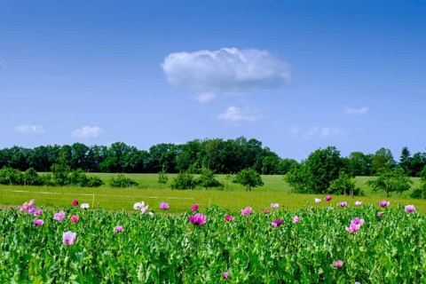 Poppy field near Rot an der Rot, Mönchsrot, Upper Swabia, Baden-Württemberg, Germany