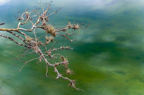 Tree branches covered in parasitic plants floating on the waters of a lake, Minas Gerais, Brazil