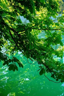 Chestnuts on the water, shades of green, Bled, Lake Bled, Slovenia