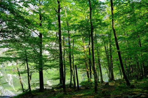 Forest on Lake Bohinj, Lake Wochein, Bohinj, Upper Carniola, Slovenia