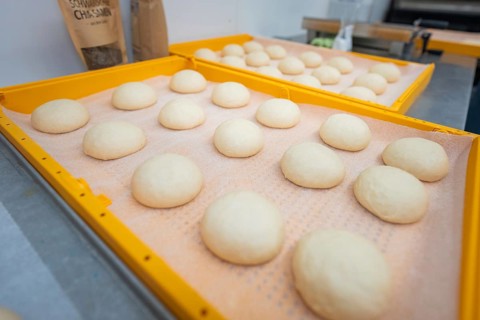 Dough balls on a tray in preparation for fermentation, baking rolls, Haselstaller Hof, Gechingen,